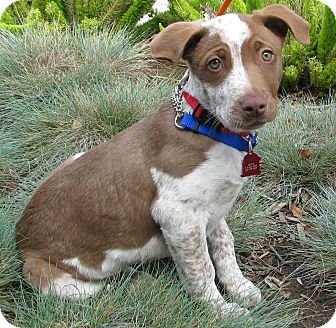 Santa Monica Ca German Shorthaired Pointer Meet Jojo A Pet For Adoption