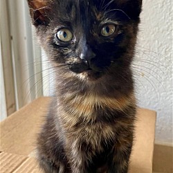 Thumbnail photo of EMERALD Hemingway Baby Tortie #2