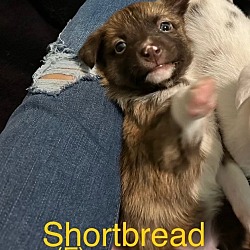 Thumbnail photo of Shortbread #4