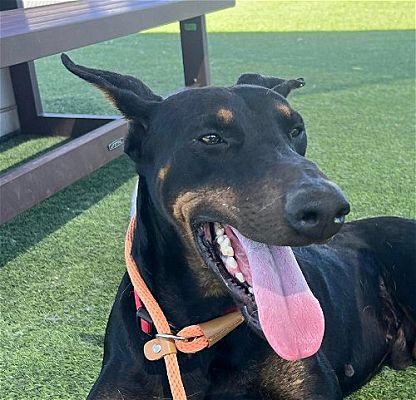 Lake Forest, CA - Doberman Pinscher. Meet Philippe-Foster or Adopt Me ...