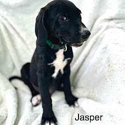 Thumbnail photo of Jasper #1