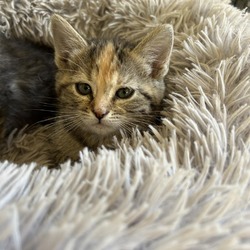 Thumbnail photo of Ginger Biscuit #3