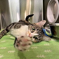 adopt a pet