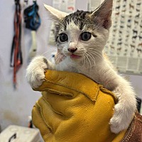 adopt a pet