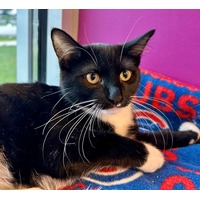 adopt-pet