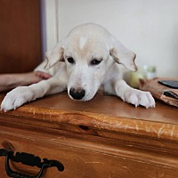 adopt a pet
