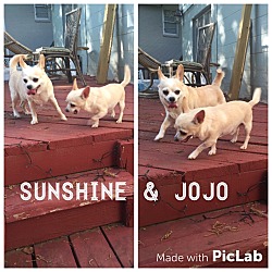 Thumbnail photo of JoJo and Sunshine #2