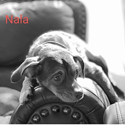 Thumbnail photo of Nala #3