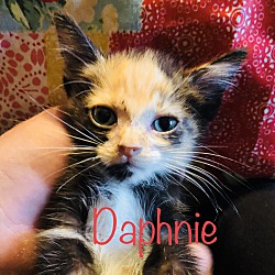 Photo of Daphnie