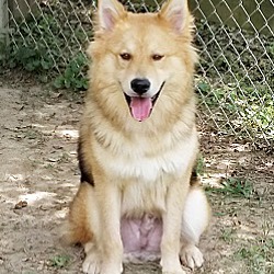 bonded pet photo