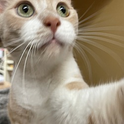 Thumbnail photo of Simba #2