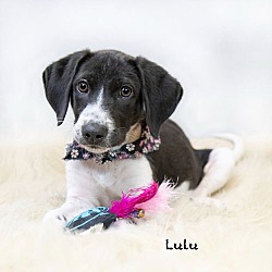 Thumbnail photo of Lulu #1