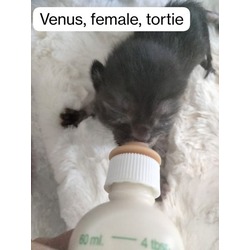 Thumbnail photo of Venus #2