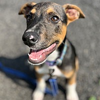 adopt a pet