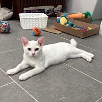 adopt a pet
