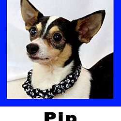 Thumbnail photo of Pip #1