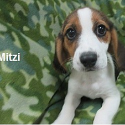 Thumbnail photo of Mitzi #2