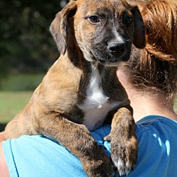 Thumbnail photo of Emmett~ adopted! #2