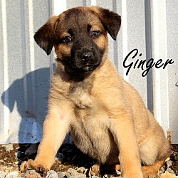 Thumbnail photo of Ginger~adopted! #4