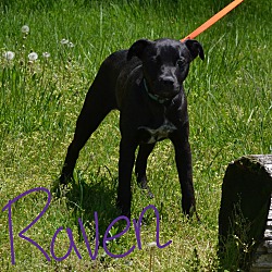 Photo of Raven