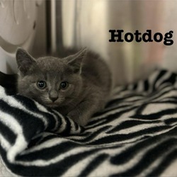 Photo of Hot Dog