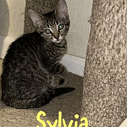 Thumbnail photo of Sylvia #1