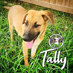 Photo of Tally New Caney
