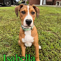 Thumbnail photo of Isabella #1