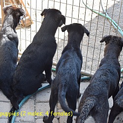 Thumbnail photo of 6 black lab mix puppies #1