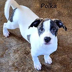 Thumbnail photo of Polka #4