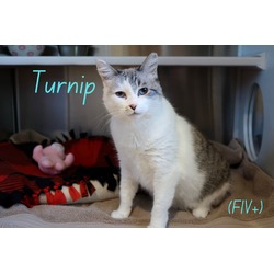 Thumbnail photo of Turnip (FIV +)  #1