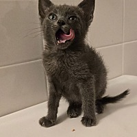 adopt a pet