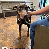 adopt a pet