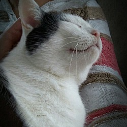 Thumbnail photo of Pawley ~ Lap Cat/Playful #2