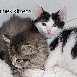 Thumbnail photo of Patches Kittens #2