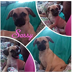 Photo of Sassy