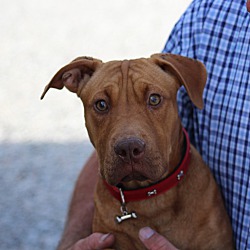 Thumbnail photo of Fletcher~adopted! #1