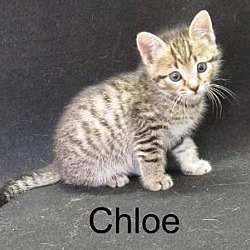 Photo of Chloe