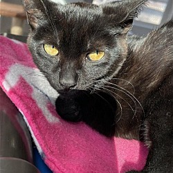 Photo of Bridget (Shy Black Kitten) - Fee Waived