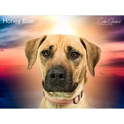 Photo of HONEY BEE