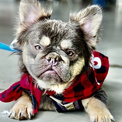 Photo of Dogue Bernard FLUFFY FRENCHIE - IN FOSTER & HOUSE TRAINED!