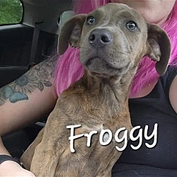 Photo of Froggy