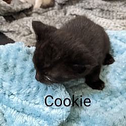 Thumbnail photo of Cookie #3