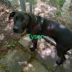 Photo of Tyson