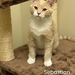 Thumbnail photo of Sebastian #1