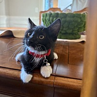 adopt a pet