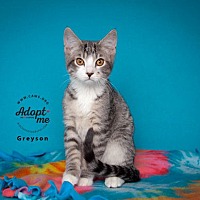 adopt a pet