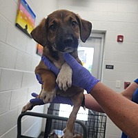 adopt a pet