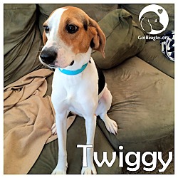 Thumbnail photo of Twiggy #1
