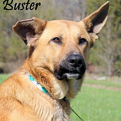 Thumbnail photo of Buster ~ NEW PICS! ~ meet me! #2
